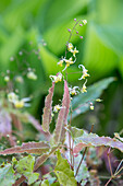 Elfenblume (Epimedium) 'Sphinx Twinkler'