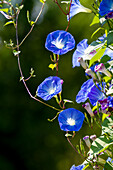 Blaue Prunkwinde (Ipomoea tricolor)