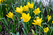 Sternbergia lutea - Autumn Goldcup