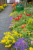 Frühlingsbeet am Wegrand mit Tulpen, Steinkraut und Blaukissen