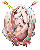 Foetus in the womb, illustration