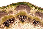 Lathyrus vernus stalk tissue, light micrograph