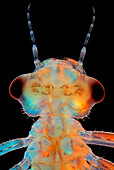 Damselfly larva, light micrograph