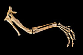 Reconstruction of the leg and pelvis of a dinosaur