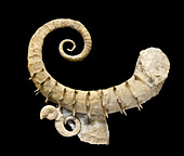 Emericiceras thiollierei ammonite fossil
