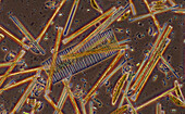 Diatoms, light micrograph