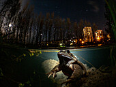 Common frog at night with tower blocks in the background