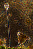 Vorticella sp. ciliates, light micrograph