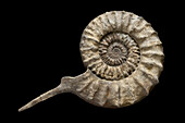 Mortoniceras sp. ammonite fossil