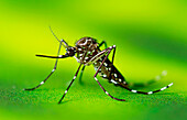 Aedes aegypti mosquito resting