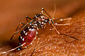 Aedes albopictus mosquito feeding