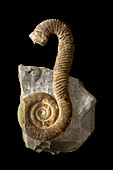 Macroscaphites yvani ammonite fossil