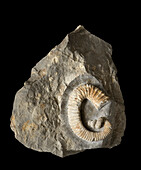 Heteroceras moriezense ammonite fossil