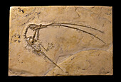 Rhamphorhynchus muensteri pterosaur