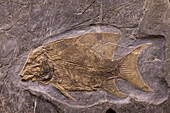 Heterolepidotus ornatus fish fossil