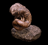 Nipponites mirabilis ammonite fossil