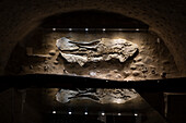Crocodilian fossil