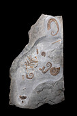 Small uncoiled ammonites