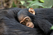 Eastern chimpanzee infant sleeping