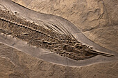 Paleorhynchus glarisianus fish