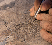 Palaeontologist preparing fossils