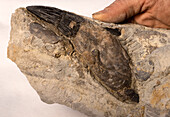 Pliosaur tooth fossil