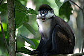 Red-tailed monkey