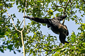 Eastern chimpanzee swinging from a tree