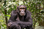 Eastern chimpanzee