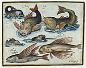 Aquatic animals, illustration