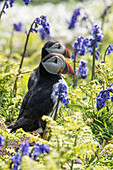 Puffins among bluebells and sea campion