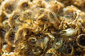Honeycomb worms