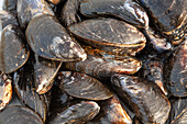 Scrubbed shells of foraged wild mussels