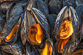 Open shells of cooked foraged wild mussels