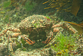 Female common spider crab feeding