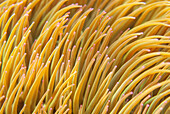 Snakelocks anemone