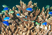 Neon damselfish and green chromis in staghorn coral