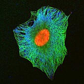 Human cell showing nucleus and tubulin, light micrograph