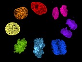 Stages of cell division, light micrograph