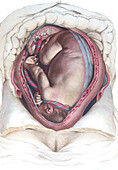 Foetus in the womb, illustration