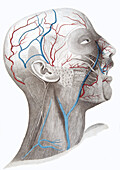 Face and neck anatomy, illustration