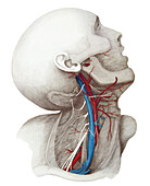 Neck anatomy, illustration