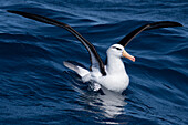Black-browed albatross stretching wings