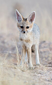Cape fox adult