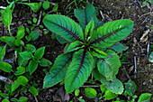 Indian balsam (Impatiens glandulifera) seedling