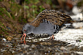 Water rail foraging in a stream