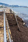 Wild invasive brown algae on the shoreline, Alicante, Spain