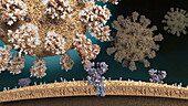 Csars-CoV-2 virus binding to human cell, illustration
