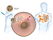 mRNA vaccine, illustration