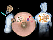 mRNA vaccine, illustration